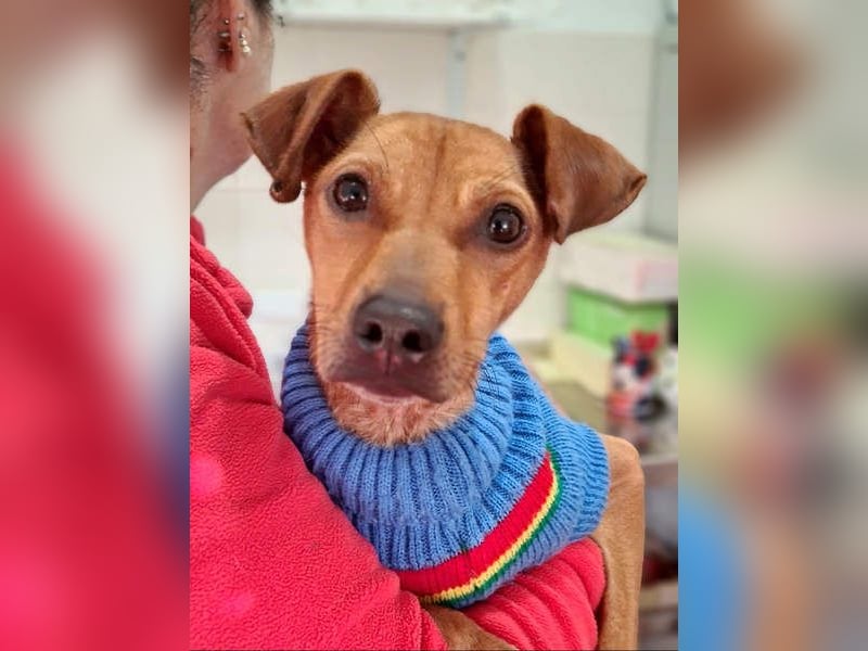 CANELA.fröhliches, lebensbeahendes, verschmustes Mädchen sucht ihr Für-Immer-Zuhause