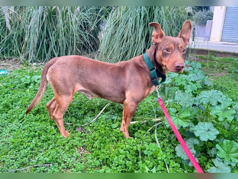 TOCHO- wartet ab 18.4.26 in 88662 Überlingen