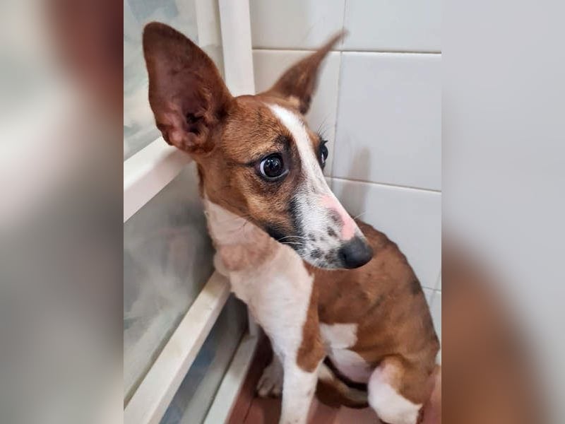 Bezaubernde FANI- kleine, zarte Fee sucht ihr liebevolles "Für-immer-Zuhause