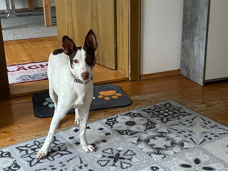 LUCY-wartet in 76756 Bellheim-sanfte Seele mit großem Herzen sucht liebeolles Für-immer-Zuhause