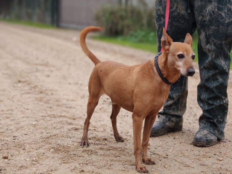 ZUMA-liebevoller Podenco mit großem Herz sucht sein Zuhause für immer