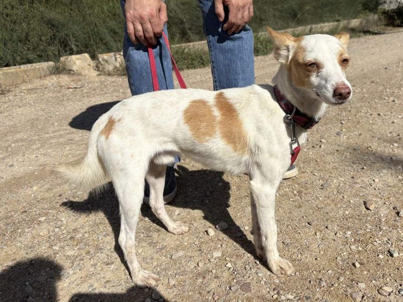 ELIO-friedlicher, ruhiger, ausgeglichener Bub sucht sein warmes, liebevolles Zuhause