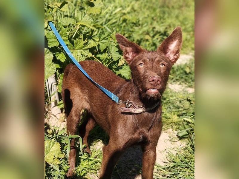 Zuckersüße TIFFANY-sucht liebevolles Für-immer-Zuhause