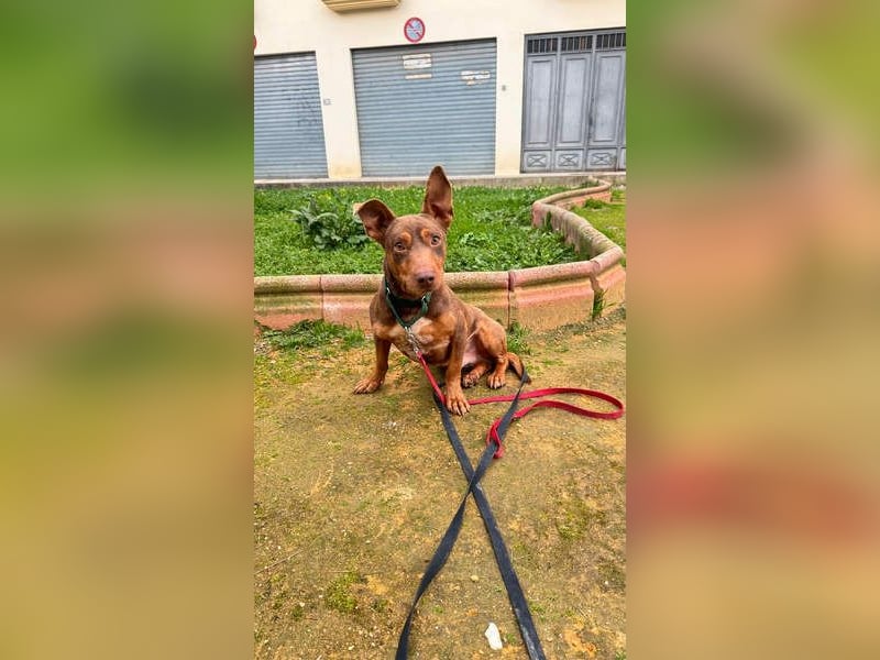 TOCHO- wartet ab 18.4.26 in 88662 Überlingen