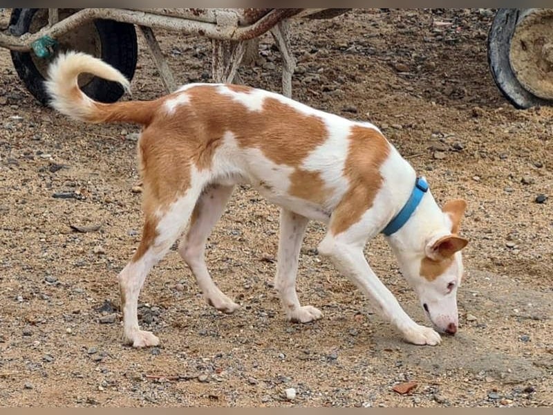 Zuckersüßer DEXTER-sanfter, zärtlicher, sensibel, neugierig, verspielte Bub sucht  Für-immer-Zuhause