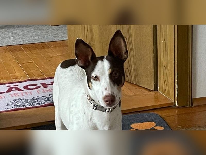 LUCY-wartet in 76756 Bellheim-sanfte Seele mit großem Herzen sucht liebeolles Für-immer-Zuhause