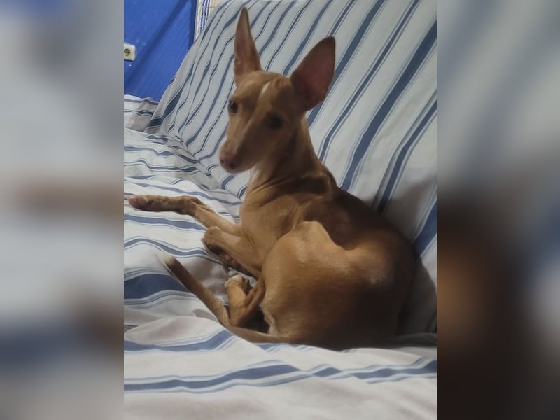 ELSA-liebevolles, zärtliches, kontaktfreudiges Mädchen sucht liebevolles Für-immer-Zuhause