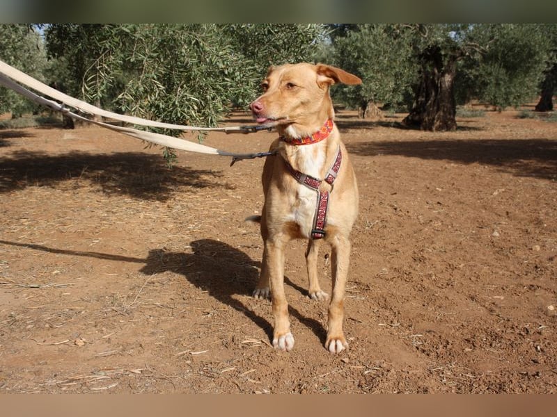 CAMPEONA-aus Tötung gerettet wartet sie auf liebevolles "Für-immer-Zuhause"