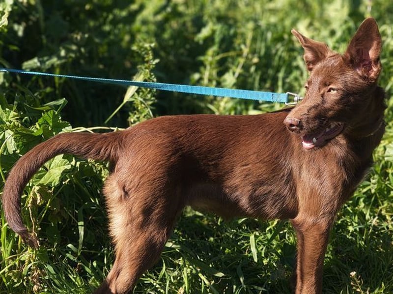 Zuckersüße TIFFANY-sucht liebevolles Für-immer-Zuhause