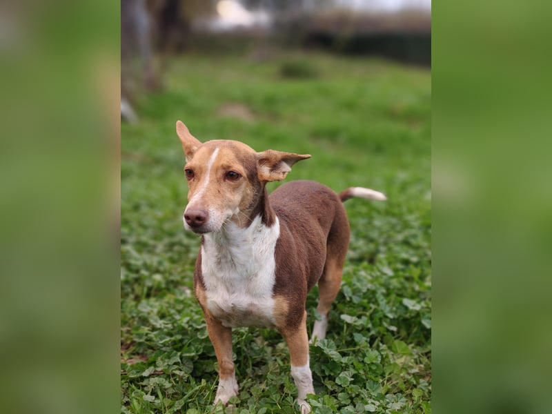 NAYA-braucht dringend wieder eine liebevolle, aktive Familie. Sie ist