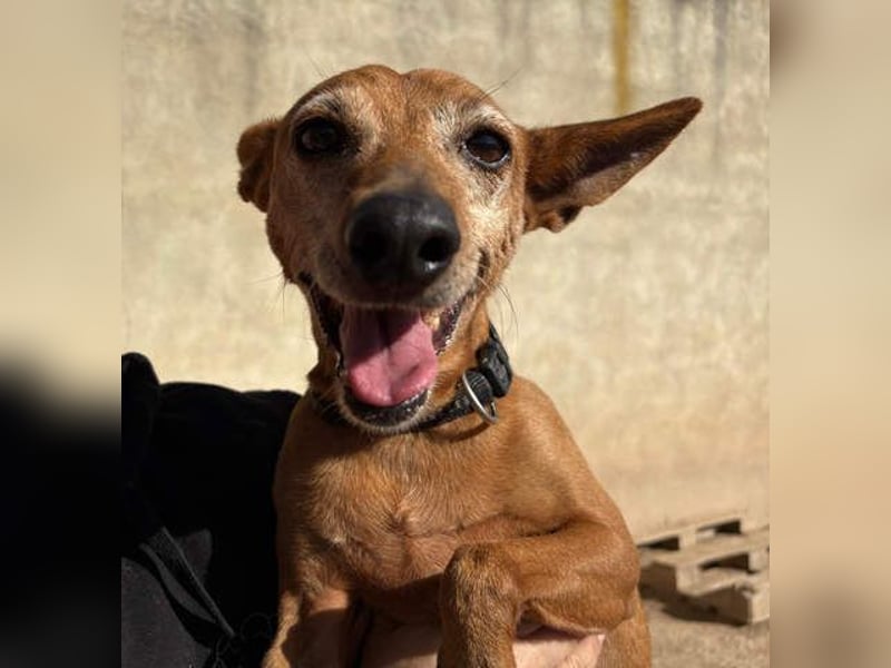 ZUMA-liebevoller Podenco mit großem Herz sucht sein Zuhause für immer