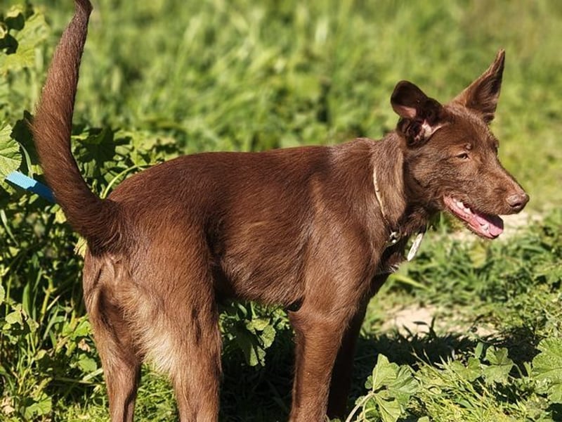 Zuckersüße TIFFANY-sucht liebevolles Für-immer-Zuhause