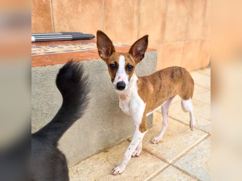 Bezaubernde FANI- kleine, zarte Fee sucht ihr liebevolles "Für-immer-Zuhause