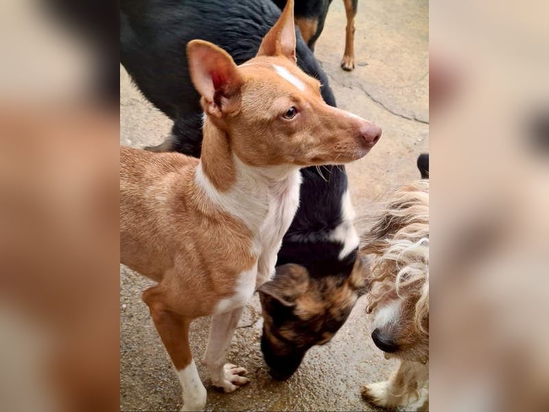 Zuckersüße FRIDA wartet sehnsüchtig auf ihr liebevolles Für-immer-Zuhause