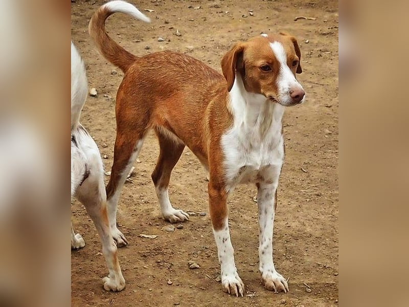 FINTIS- freundliches, bewegungsfreudiges, etwas schüchternes Mädchen sucht ihr liebevolles Zuhause