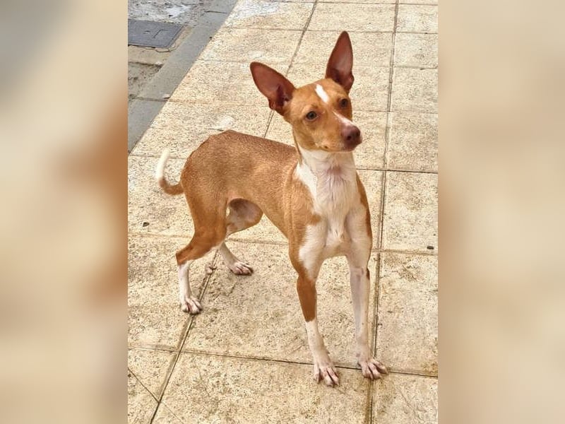 Zuckersüße FRIDA wartet sehnsüchtig auf ihr liebevolles Für-immer-Zuhause