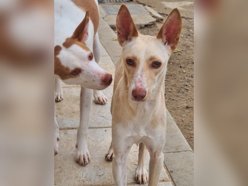 ARENA-sehr liebes, zartes, schüchternes Mädchen wartet auf ihre liebevolle Familie