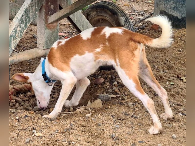 Zuckersüßer DEXTER-sanfter, zärtlicher, sensibel, neugierig, verspielte Bub sucht  Für-immer-Zuhause