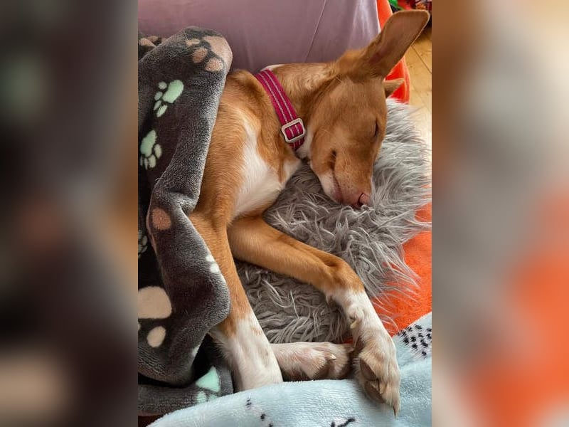 ZOEY-wartet sehnsüchtig auf Pflegestelle in 76756 Bellheim auf ihr Für-immer-Zuhause, gerne mit Lucy