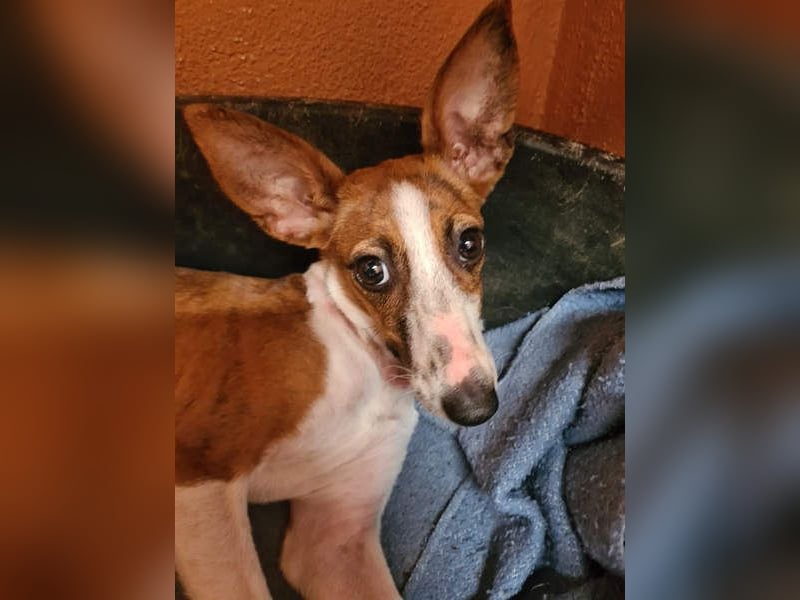 Bezaubernde FANI- kleine, zarte Fee sucht ihr liebevolles "Für-immer-Zuhause