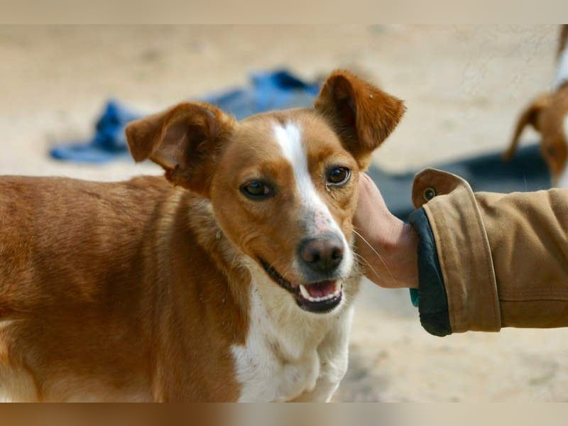 CANELA-jung, dynamisch, verschmust und auf der Suche nach leibevollem Für-immer-Zuhause