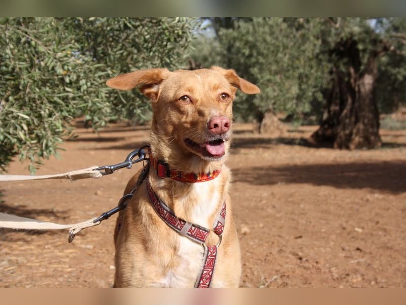 CAMPEONA-aus Tötung gerettet wartet sie auf liebevolles "Für-immer-Zuhause"