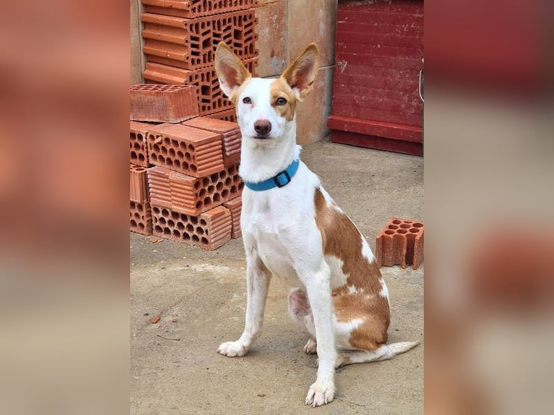 Zuckersüßer DEXTER-sanfter, zärtlicher, sensibel, neugierig, verspielte Bub sucht  Für-immer-Zuhause