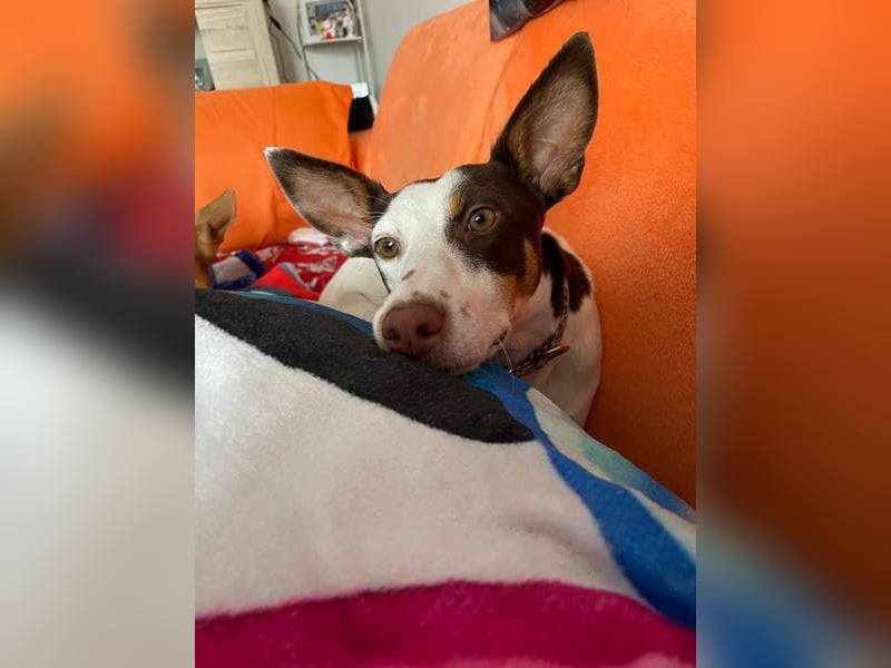 LUCY-wartet in 76756 Bellheim-sanfte Seele mit großem Herzen sucht liebeolles Für-immer-Zuhause