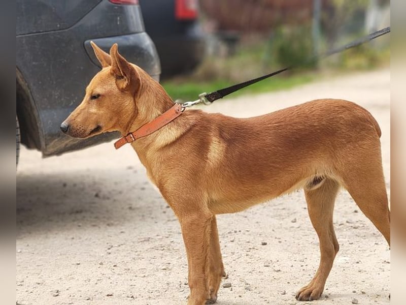 POLLOCK-verschmuster, anhänglicher, liebevoller Bub sucht sehnsüchtig liebevolles Zuhause