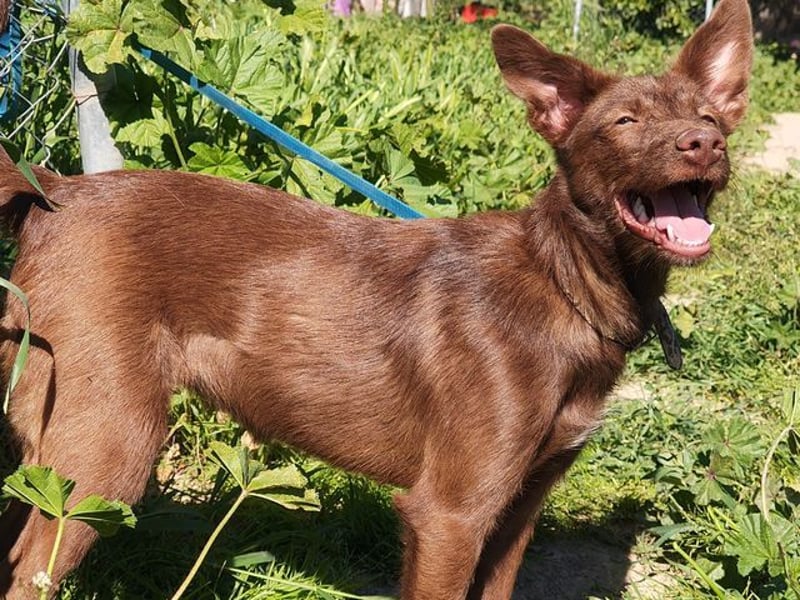 Zuckersüße TIFFANY-sucht liebevolles Für-immer-Zuhause