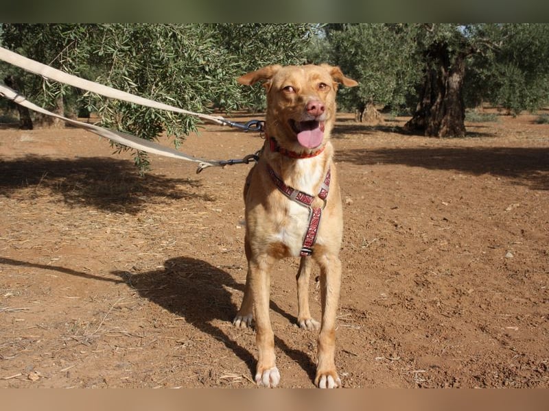 CAMPEONA-aus Tötung gerettet wartet sie auf liebevolles "Für-immer-Zuhause"