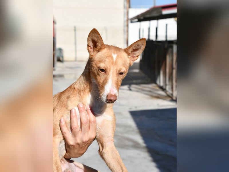 CANELO- wartet in 83146 Surheim auf liebevolles Zuhause