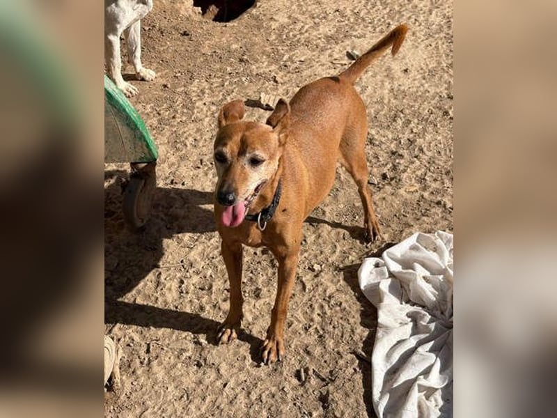 ZUMA-liebevoller Podenco mit großem Herz sucht sein Zuhause für immer