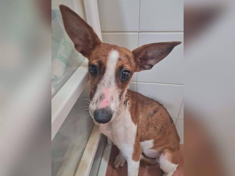 Bezaubernde FANI- kleine, zarte Fee sucht ihr liebevolles "Für-immer-Zuhause