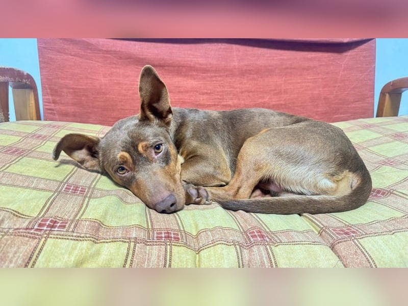 TOCHO- wartet ab 18.4.26 in 88662 Überlingen