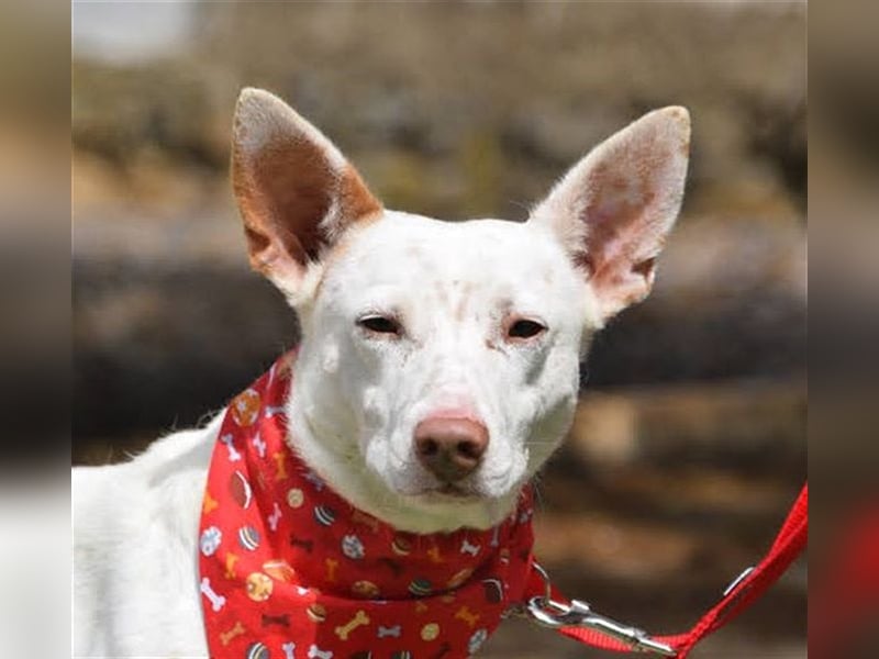 Ruhiger COPY-sehnt sich noch einmal nach einem liebevollen Zuhause