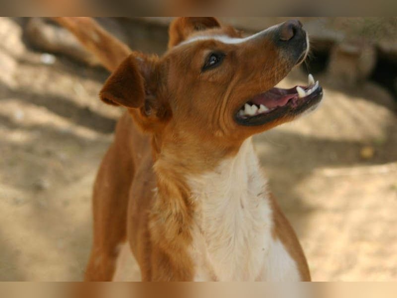 CANELA-jung, dynamisch, verschmust und auf der Suche nach leibevollem Für-immer-Zuhause