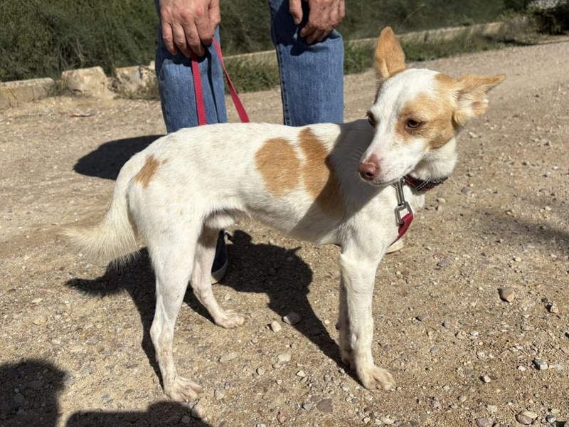 ELIO-friedlicher, ruhiger, ausgeglichener Bub sucht sein warmes, liebevolles Zuhause