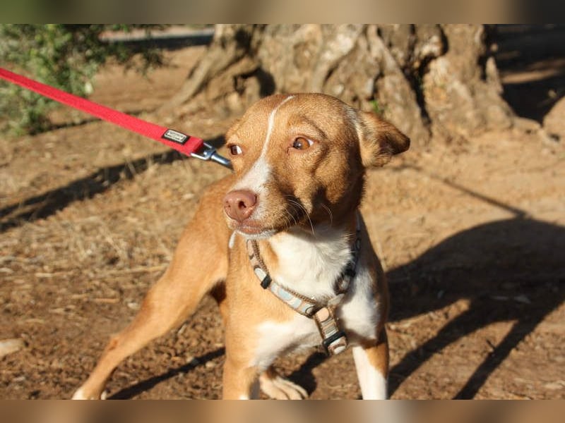 ARIEL-wunderschöne kleine Traumpodenca, sucht ihr liebevolle Zuhause