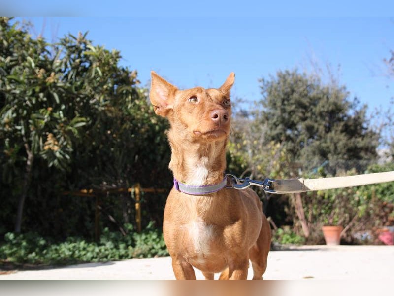 INMA-braucht dringend eine Familie der sie für den Rest ihres Lebens vertrauen kann