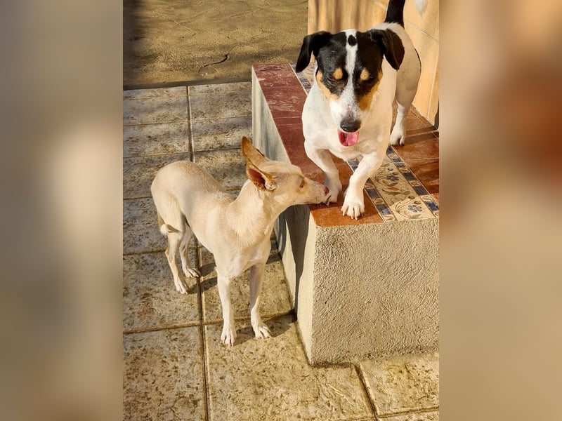 ARENA-sehr liebes, zartes, schüchternes Mädchen wartet auf ihre liebevolle Familie