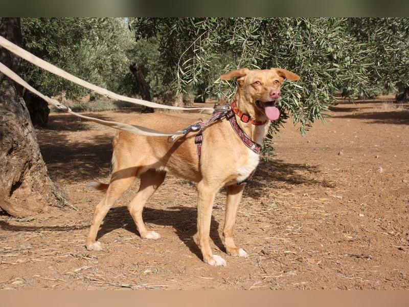 CAMPEONA-aus Tötung gerettet wartet sie auf liebevolles "Für-immer-Zuhause"