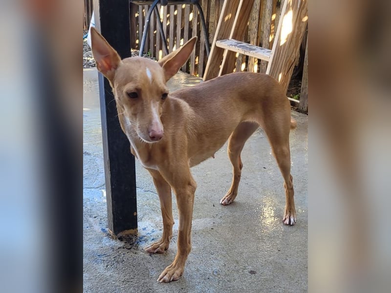 ELSA-liebevolles, zärtliches, kontaktfreudiges Mädchen sucht liebevolles Für-immer-Zuhause