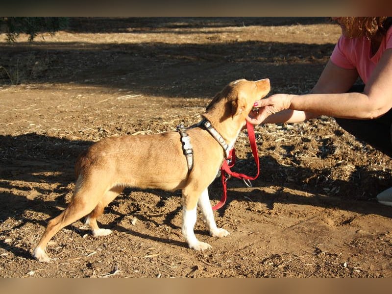 ARIEL-wunderschöne kleine Traumpodenca, sucht ihr liebevolle Zuhause