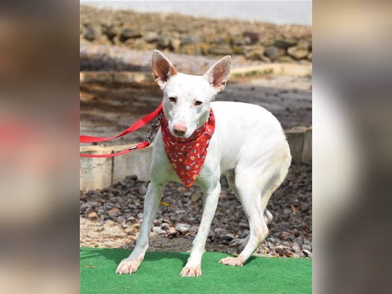 Ruhiger COPY-sehnt sich noch einmal nach einem liebevollen Zuhause