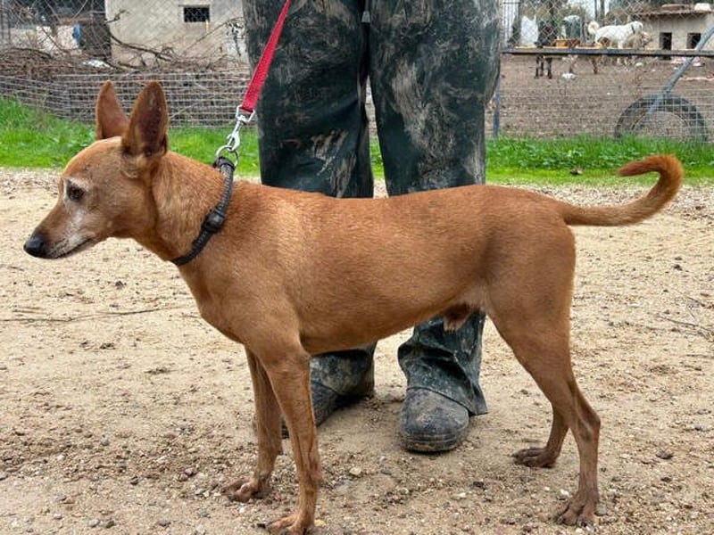 ZUMA-liebevoller Podenco mit großem Herz sucht sein Zuhause für immer