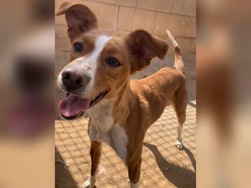 CANELA-jung, dynamisch, verschmust und auf der Suche nach leibevollem Für-immer-Zuhause