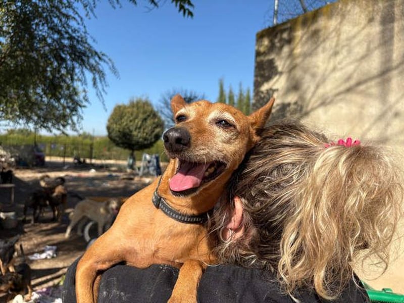 ZUMA-liebevoller Podenco mit großem Herz sucht sein Zuhause für immer