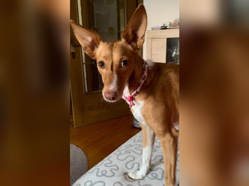 ZOEY-wartet sehnsüchtig auf Pflegestelle in 76756 Bellheim auf ihr Für-immer-Zuhause, gerne mit Lucy