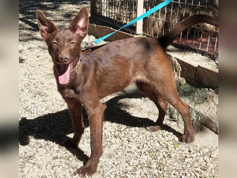 Zuckersüße TIFFANY-sucht liebevolles Für-immer-Zuhause